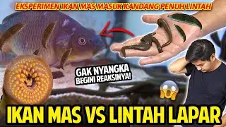 IKAN MAS MASUK KANDANG LINTAH LAPAR! BEKAS GIGITANNYA TERNYATA JADI BEGINI! GAK NYANGKA REAKSINYA!