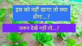 Romaine lettuce | Romaine lettuce organic salad | Romaine Lettuce Nutrition Facts | Romain salad