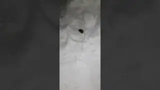 кошка с дома, мыши в пляс!  