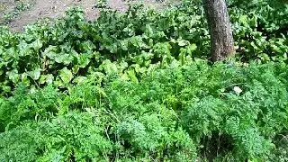 Овощи на Сидератах. Морковь и Свекла  (Vegetables)