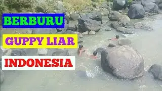 ● Berburu Guppy Liar Cantik Di Sawah Luar Biasa Banyak Dapatnya