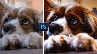 Dog Photo Editing - Retouch Pet Photos in Photoshop