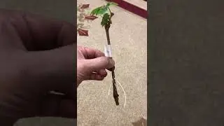 Укореняем тонкие черенки винограда