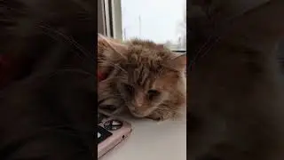 Кошачьи истории 26 🤩😼 