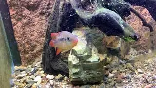 Another look at the Juvenile Festae cichlid