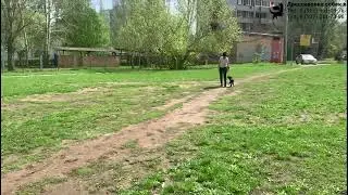 Английский стаффордширский бультерьер Марс. Индивидуальное занятие по дрессировке. Тольятти.