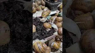 Улитка начала активно зарываться.