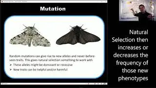 Evolution 8 (Gene Flow and Genetic Drift)