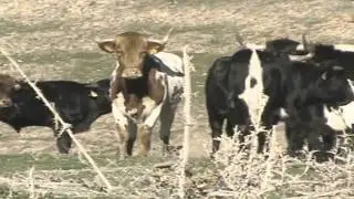 "La vida del Toro" De Toro - La Jugada 30-08-15