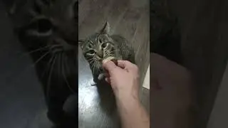 #залетит #cat #cricket #подпишись #кот #котик #другой #кошачьямята #sports