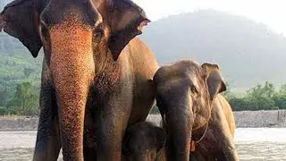 The Golden Triangle Asian Elephant Foundation by White and Wong