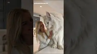 Giant Maine Coon Cat