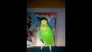 Как приручить попугая к рукам?- очень просто!