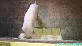 ССС   Свиньи! Нюансы кормления!!!