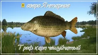 Трофейный карп чешуйчатый - озеро Янтарное - РР4┃maXS1k