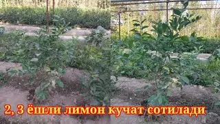 11- октябрь 2022 ЛИМОН КУЧАТ СОТИЛАДИ 2, 3 ЁШЛИ