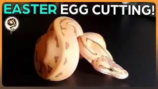 Egg Cutting - 9 Great Ball Python Eggs for Easter! (Bamboo Pied Enchi Pinstripe)