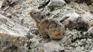 Маньчжурская пищуха. Забайкалье