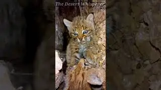 Bobkittens playing!