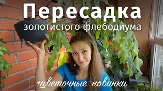 ПЕРЕСАДКА флебодиума + цветочные новинки
