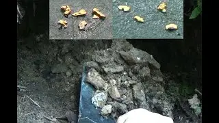 Разведка возле потайной ямки с золотом!