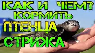Как и чем кормить птенца стрижа?