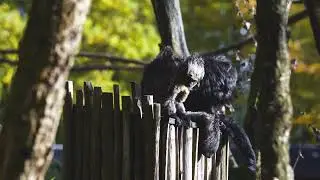 Affenzoo Apenheul