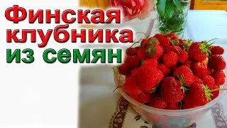 Финская клубника из семян. По - взрослому и надежно.