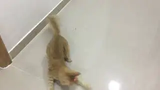 Leo plays with laser point