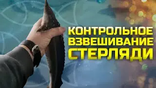 СТЕРЛЯДЬ | контрольное взвешивание | УЗВ