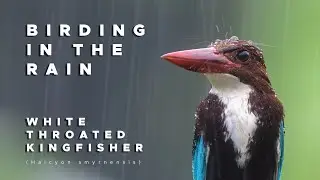 Birding in the Rain - White-throated Kingfisher - Sony a1 - Sony 200-600mm