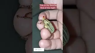 Night Time Bug Catching! (First Full Length and Catching vVideo)
