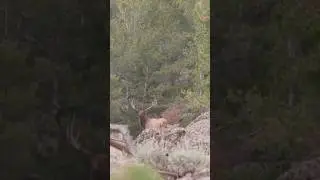 Hunting elk in a nutshell #elk #hunting #hunter #bowhunter #huntinggame #nature