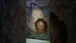 Курочка брама палевая села выводить цыплят