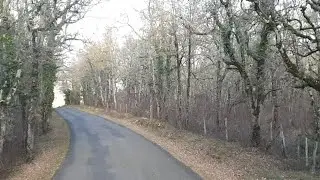 Лес из фильма ужасов