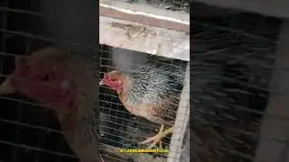 ANAKAN AYAM KATE YANG LUCU DAN AYAM KAMPUNG. Bantu subscribe. #shorts #flog #bolang #anakanayamkate