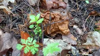 ❗На разведку за строчками 🍄 18.04.2024 г. Курская область❗