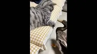 животные