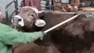 Как гладят коров
