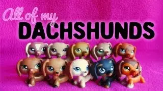 All of My LPS Dachshunds!