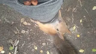 На меня белки забираются