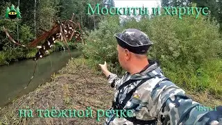 Москиты и хариус на таёжной речке. Часть 1