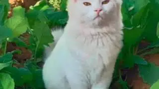 cute cat whatapp Status 