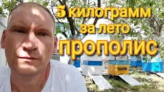 Как собрать прополис.