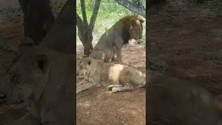 lion #lion #lions #wildanimals #சிங்கம்