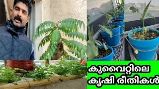 KUWAIT VEGETABLE GARDEN/ OUR KITCHEN GARDEN IN KUWAIT/കുവൈറ്റിലെ കൃഷി രീതികൾ