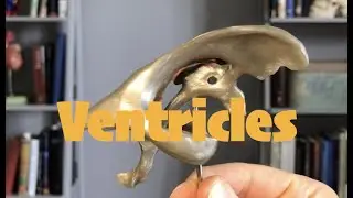 Ventricles