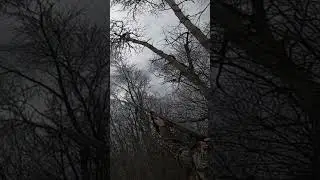 Crow Hunting! Lot of Crows!