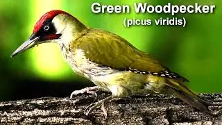 Pic vert 2016  european green woodpecker picus viridis 1 30mn 1080p  with songs bird