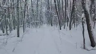 А вдруг медведь....